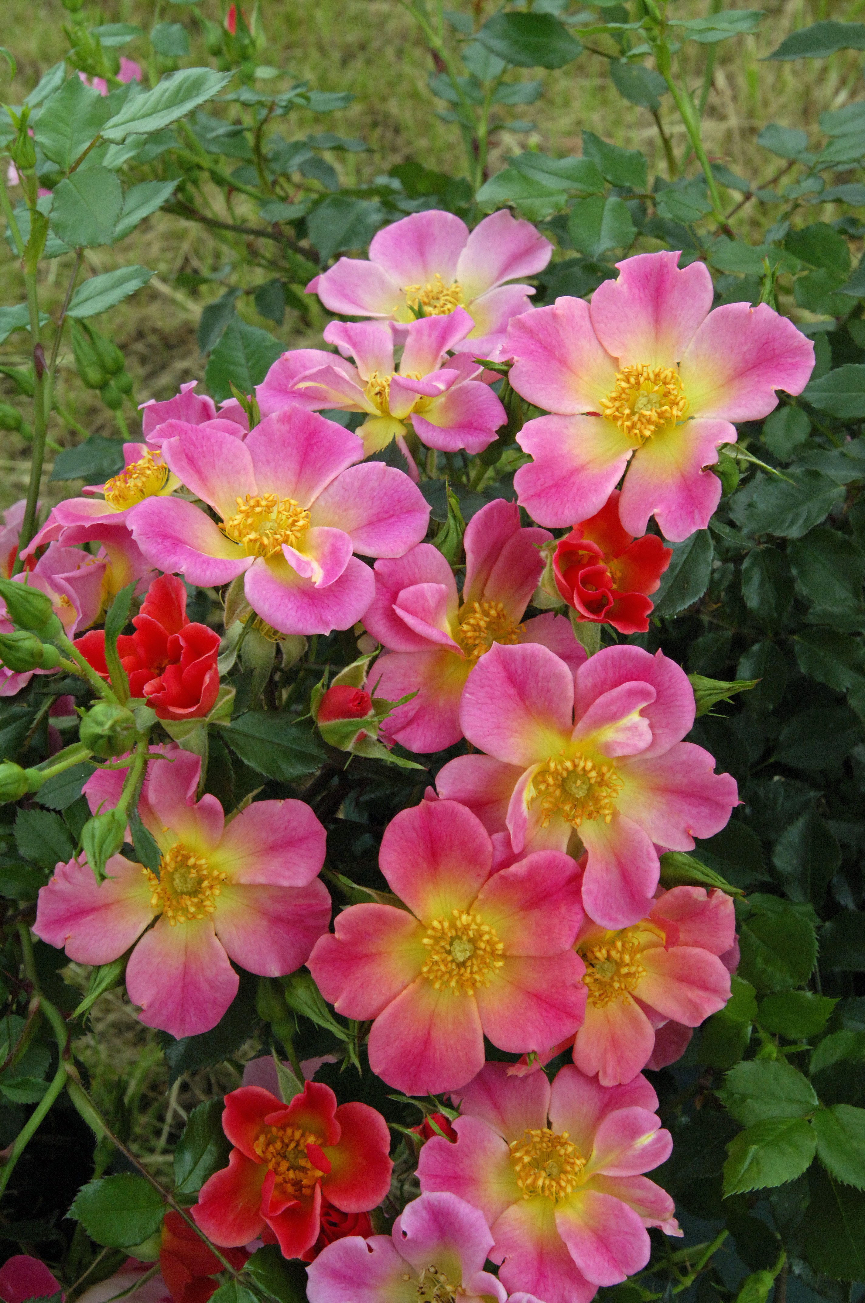 ©SUNFLOR - Primavera